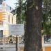 Кедр гималайский в городе Сочи