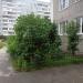 Зеленый уголок в городе Череповец