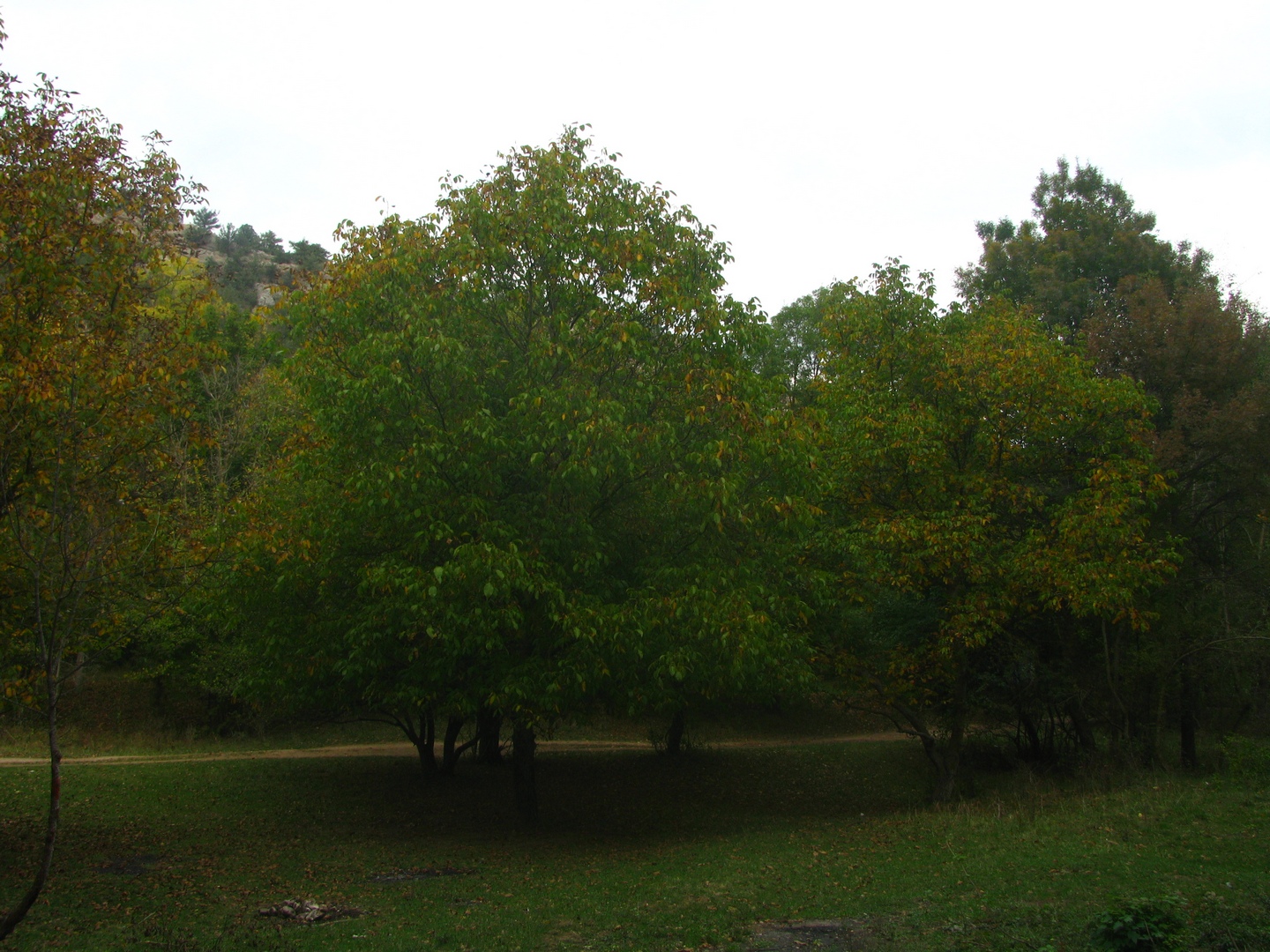 Деревья Севастополя9