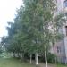 Березовая аллея в городе Череповец