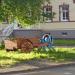 Цветник в городе Череповец