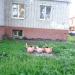 Цветник в городе Череповец