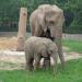 Elephant exhibit in Beijing city