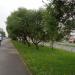 Придорожная аллея в городе Череповец