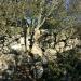 Nuraghe Torroilè  or Torroile