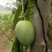 G. Daniel Mavilai Imam Pesant Mango Garden