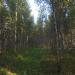 Лесной массив в городе Смоленск