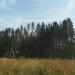 Посадки ельника в городе Смоленск