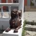 Лестница со скульптурами грифонов в городе Каменск-Шахтинский