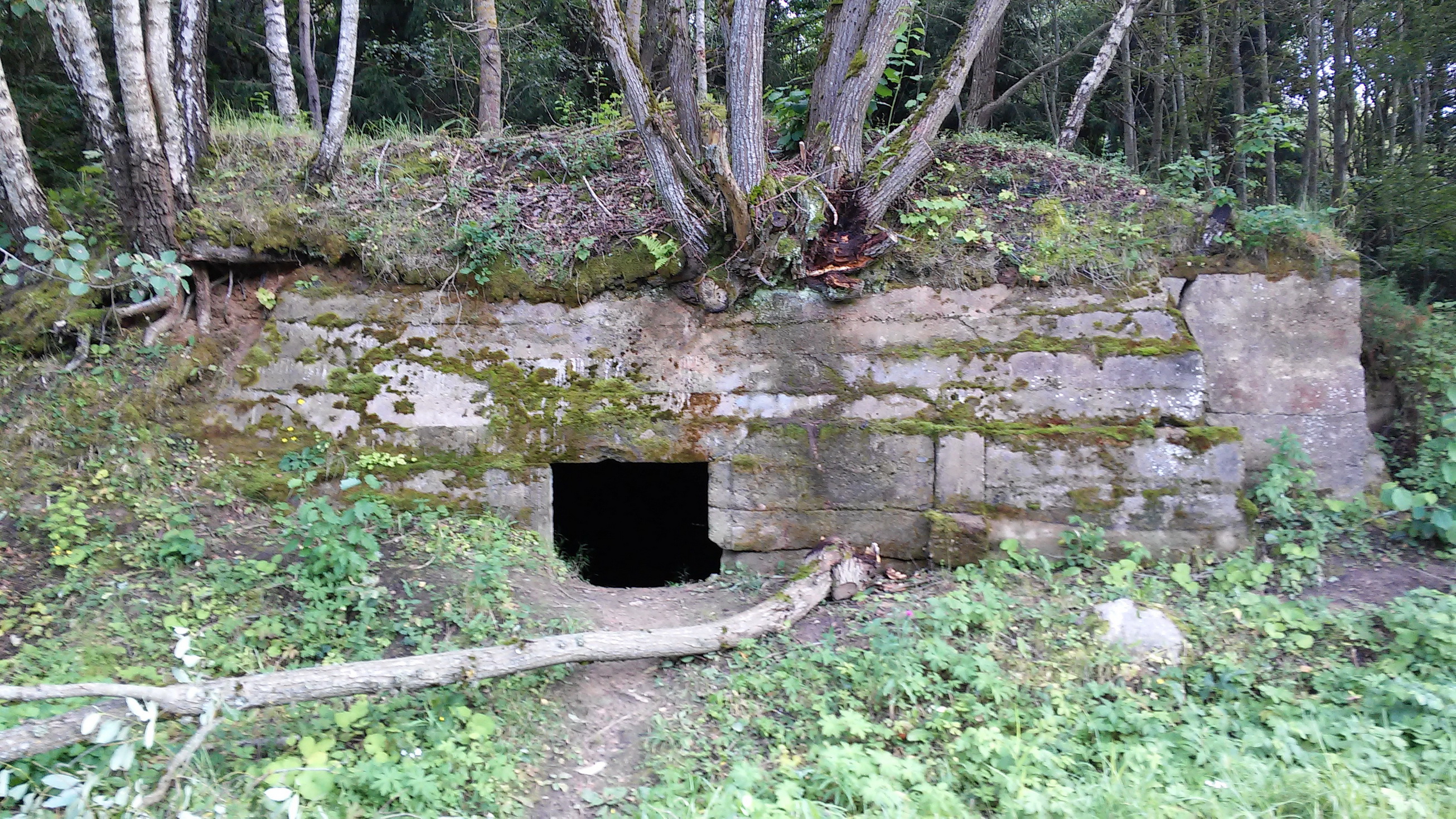 бункер в лесу фото