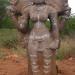 ancient parantaka chola period temple sculptures identified site