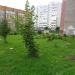 Цветник в городе Череповец