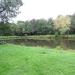Staw in Radom city