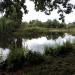 Staw in Radom city