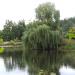 Staw in Radom city