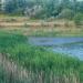 Pond