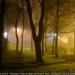 Belt of Trees in Newcastle upon Tyne city