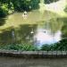 The Swan Lake in Bila Tserkva city