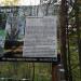 Большая сосна в городе Пермь