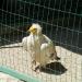 Птицы-падальщики в городе Николаев