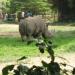 Sri Chamarajendra Zoological Garden in Mysuru city