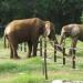 Sri Chamarajendra Zoological Garden in Mysuru city