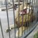 Вольер со львом в городе Запорожье