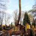 The tree on the grave in Warsaw city