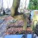 The tree on the grave in Warsaw city
