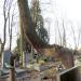 The tree on the grave in Warsaw city