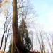 The tree on the grave in Warsaw city