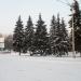 Ели в городе Торецк