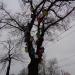 Дерево с кормушками в городе Вологда