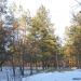 Лесничество в городе Торецк