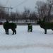 Лоси в городе Красногорск