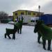 Лоси в городе Красногорск