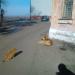 ул. Котовского, 1 в городе Раздольное