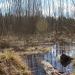 Болото в городе Тверь