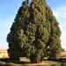 4000 Year Old Cedar Tree