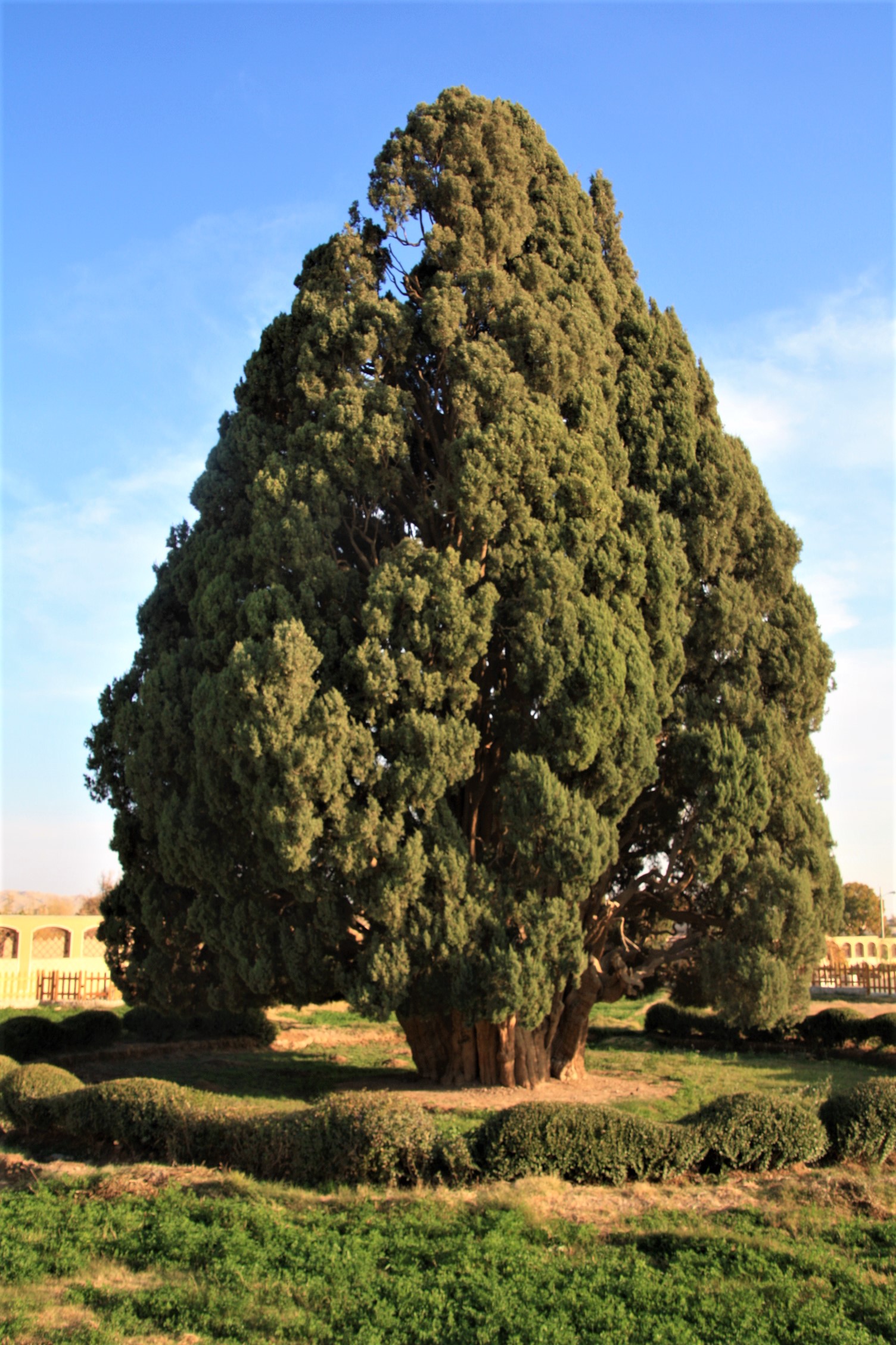 4000 year old tree