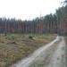 Молодые сосны в городе Киев