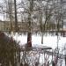 Дерево с образом Богоматери в городе Саранск