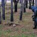 Сосновая опушка в городе Нижнекамск