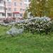 Клумба-кит в городе Москва