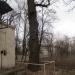 Дуб Фролькиса в городе Киев