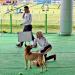 Jindo Dog Theme Park Obedience Exhibition Area