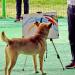 Jindo Dog Theme Park Obedience Exhibition Area