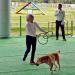 Jindo Dog Theme Park Obedience Exhibition Area