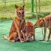 Jindo Dog Theme Park Obedience Exhibition Area