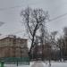 Старый дуб в городе Москва